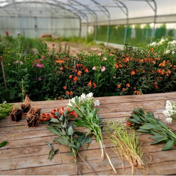horti horti